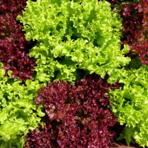 Eichblattsalat rot und grün 3 Stk