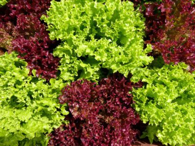 Salat 3 Stk – Bild 5
