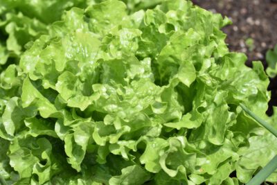 Salat 3 Stk – Bild 4