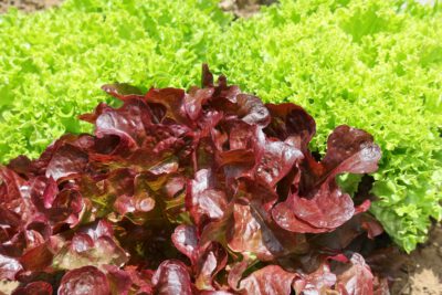 Eichblattsalat grün und rot, 6 Stück