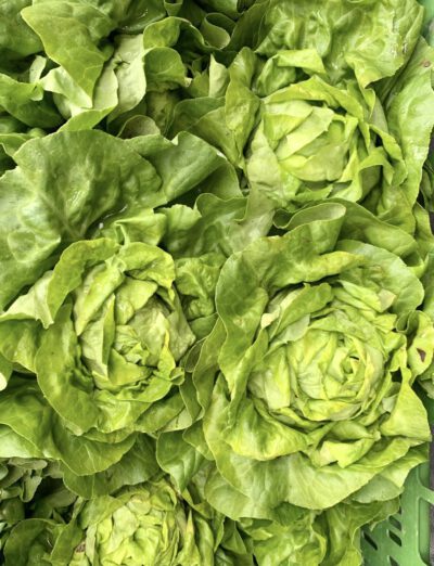Kopfsalat 1 Stk