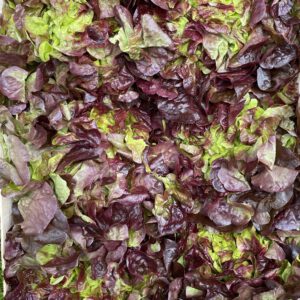 Eichblattsalat rot, 6 Stck