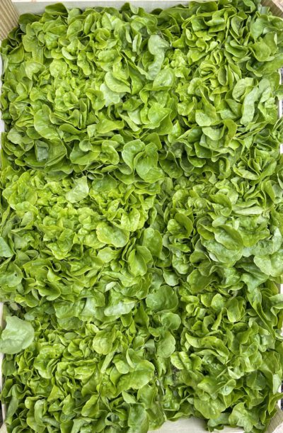 Eichblattsalat grün, 6 Stück