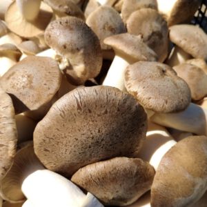 Bio Kräuterseitling 1 kg