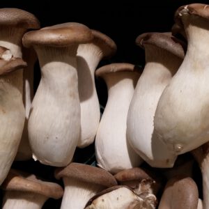 Bio Kräuterseitling 0,5 kg
