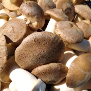 Bio Kräuterseitling 0,5 kg