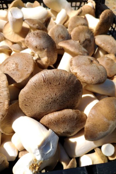 Bio Kräuterseitling 0,5 kg